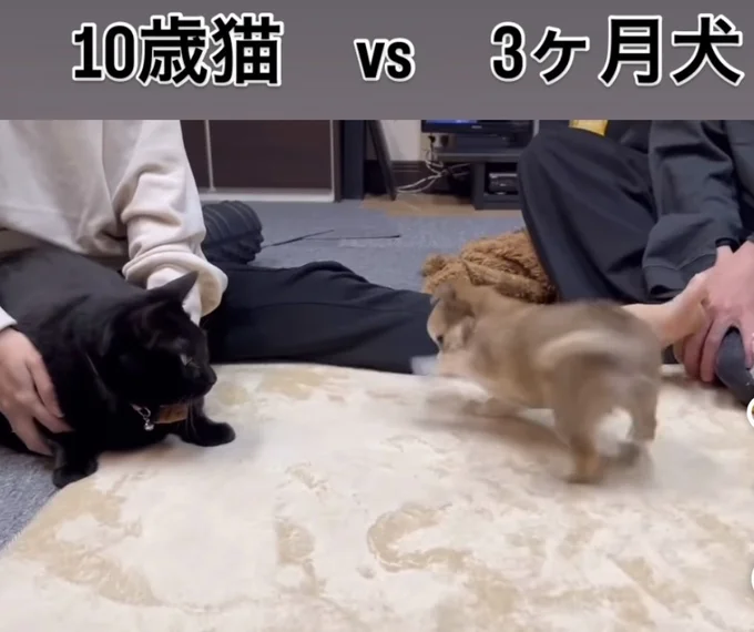 飛び込んできた子犬（⇒次へ）