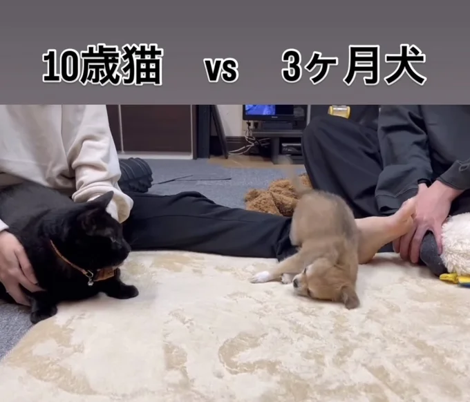 しっぽを振って猛アピール▶猫ちゃんの反応は？（⇒次へ）