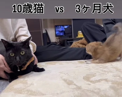 戸惑う表情の猫ちゃん▶猫ちゃんの落ち着きにつられ…（⇒次へ）