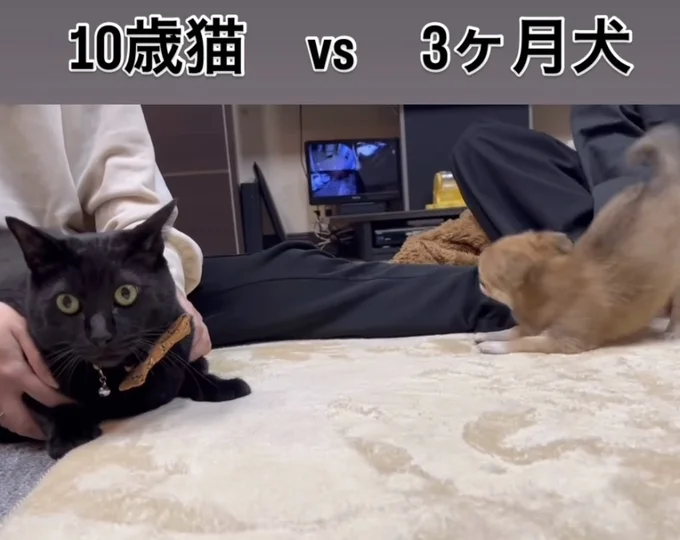 戸惑う表情の猫ちゃん▶猫ちゃんの落ち着きにつられ…（⇒次へ）
