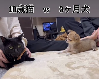 子犬もしっぽを下げて落ち着く▶飼い主さんが猫ちゃんの向きを変えると…（⇒次へ）