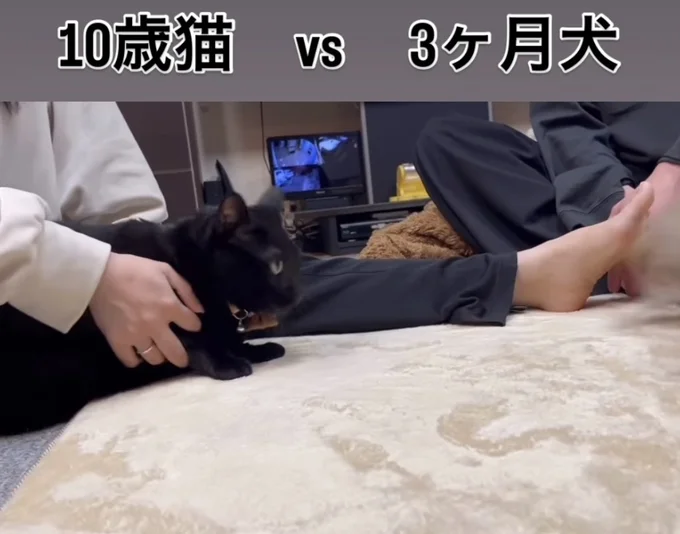 どこかへ駆けて行ってしまった…▶残された猫ちゃんは…（⇒次へ）