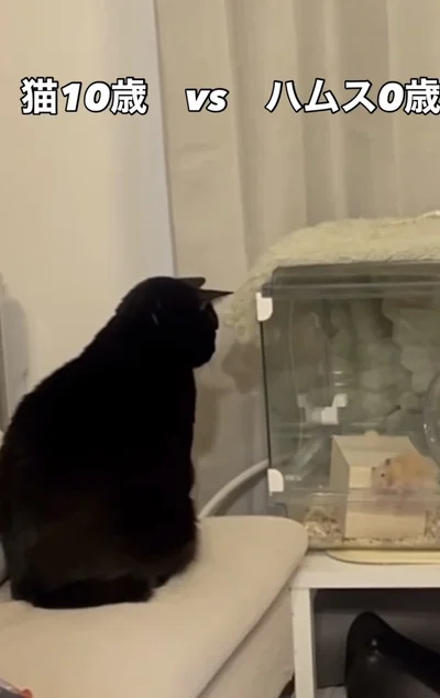 ハムスターには興味津々！？▶ハムスターが走り回っていて…（⇒次へ）