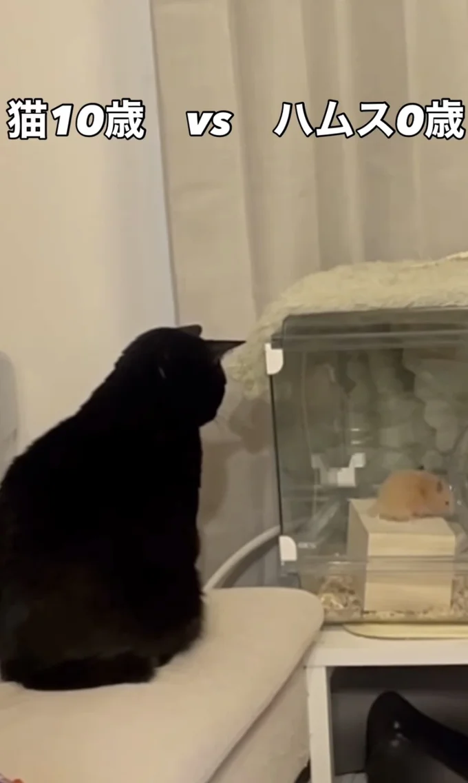 じっと静かに見つめている猫ちゃん▶（次画像からかわいい黒猫・ろんとの毎日を優しくコミカルに描いた『黒猫ろんと暮らしたら3』が読めます）（⇒次へ）