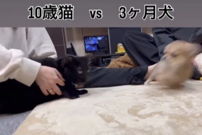 突然の対面に驚く子犬▶飛び上がったあと…（⇒次へ）