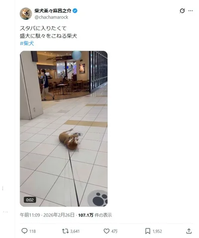 お店に入りたくて盛大に駄々をこねる柴犬▶お店をじっと見つめながら…（⇒次へ）