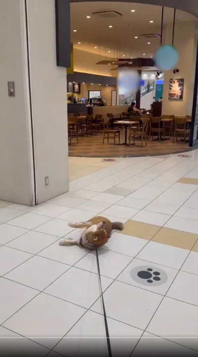 「入りたい」アピール▶飼い主さんにリードを引かれても…（⇒次へ）