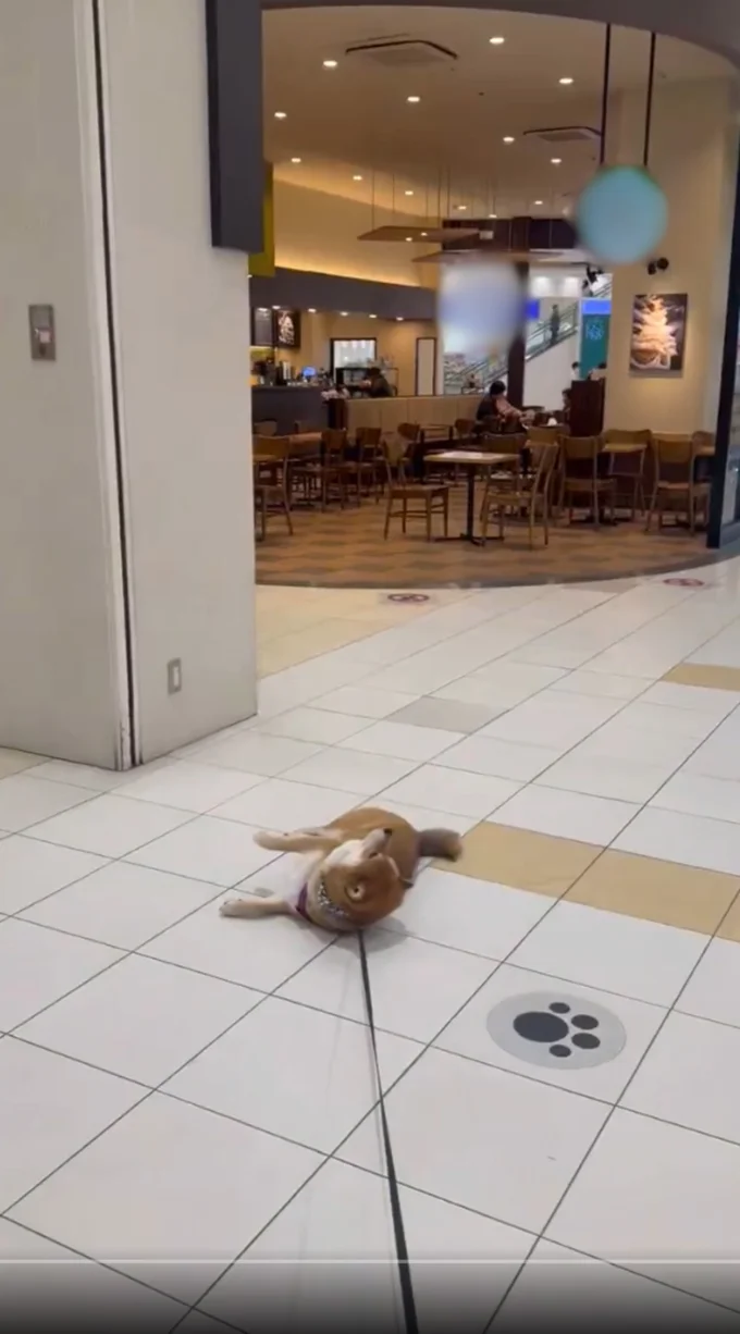 「入りたい」アピール▶飼い主さんにリードを引かれても…（⇒次へ）