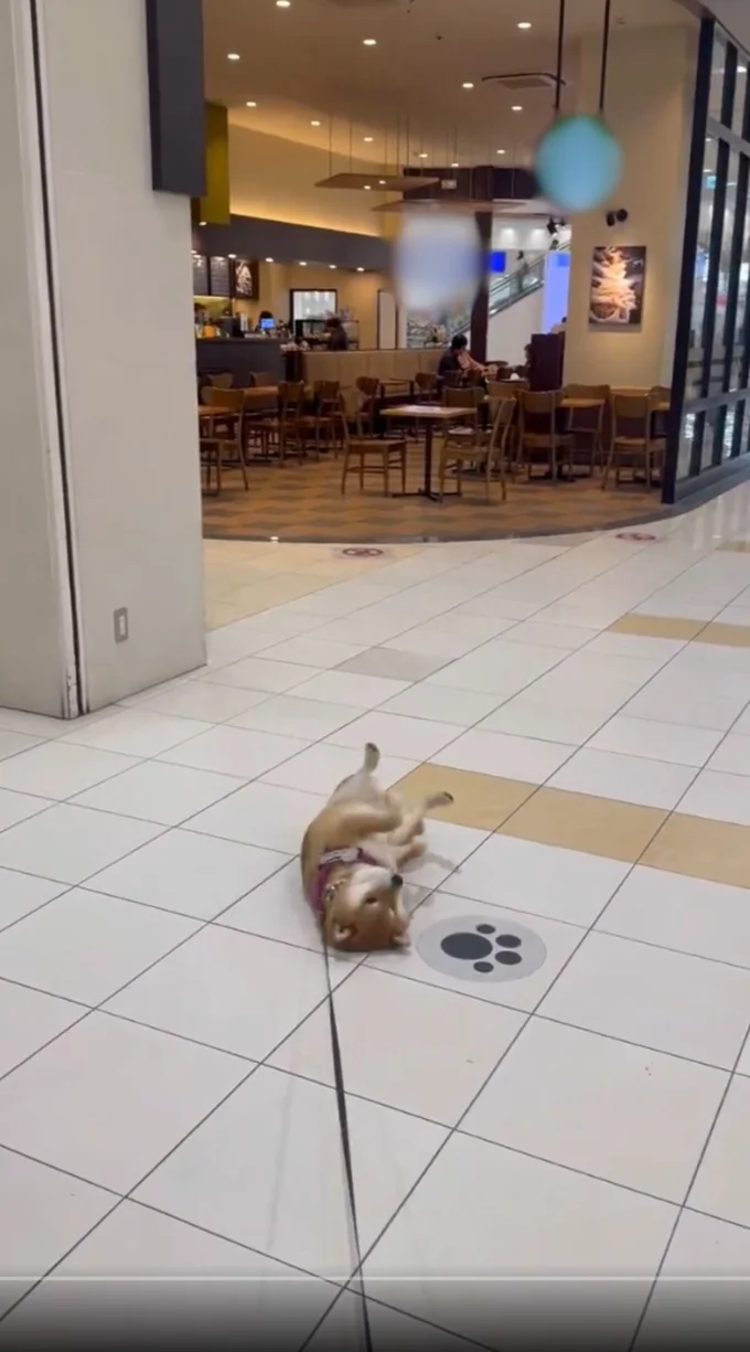 絶対に起き上がらない茶々麻呂之介くん▶それでも諦めきれない…（⇒次へ）