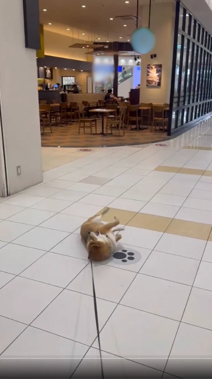 「どうしてもダメですか…！？」▶駄々をこねる姿が可愛すぎる！（⇒次へ）