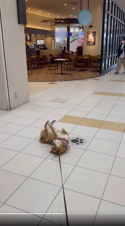 「連れていってくれるまでここを動きません！」▶盛大に駄々をこねたけれど、今は寄らないみたい（⇒次へ）