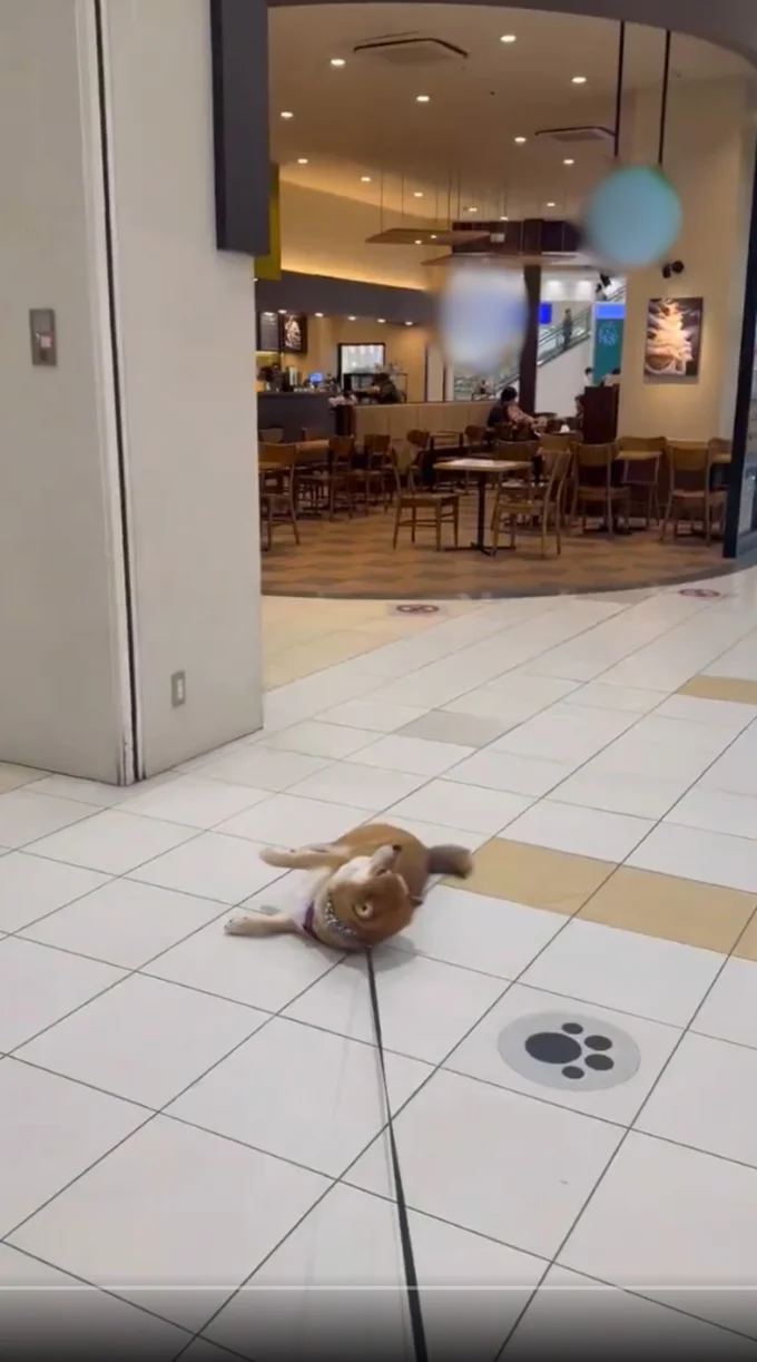 やはり、入りたそうにお店を見つめる茶々麻呂之介くん▶衝撃の画像分析！（⇒次へ）