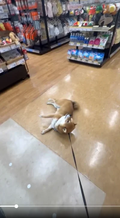 会えるまでここを動かない！？▶駄々をこね始める茶々麻呂之介くん（⇒次へ）