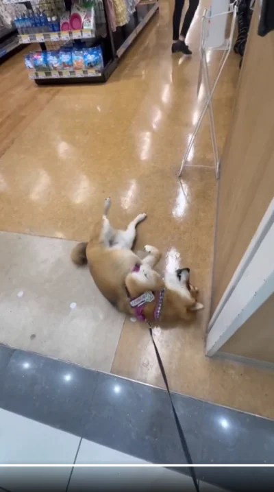 この光景、柴犬あるある！？▶最後まで抵抗する茶々麻呂之介くん（⇒次へ）