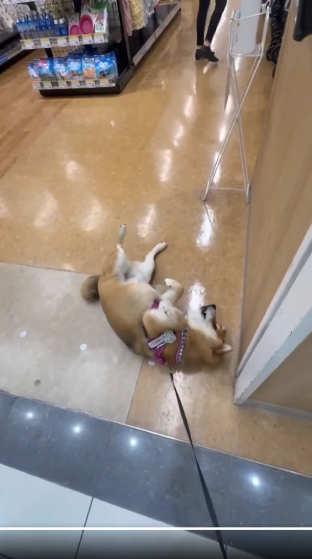 この光景、柴犬あるある！？▶最後まで抵抗する茶々麻呂之介くん（⇒次へ）