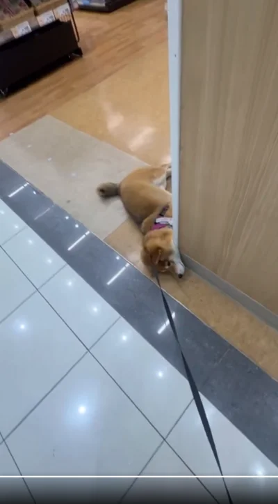 やっぱり、ダメですか…？▶絵描きのお姉さんと世間話してるみたいな茶々麻呂之介くん（⇒次へ）