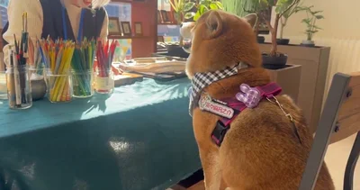 ちょこんと座る姿が可愛いですね♡▶雪だるまと柴だるま（⇒次へ）