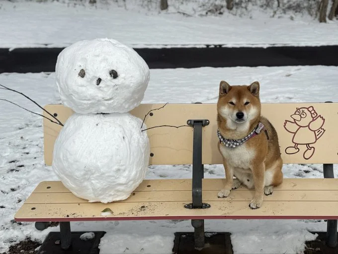 茶色く丸っこい「柴だるま」にほっこりしますね▶自分のお顔ケーキに喜ぶ茶々麻呂之介くん（⇒次へ）