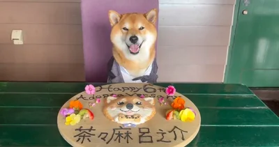 嬉しそうな表情ですね！お誕生日おめでとう♪▶鬼の拒否柴（⇒次へ）