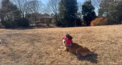 座り込んで動きません！▶芝生の上で引きずられるのが好きな茶々麻呂之介くん（⇒次へ）