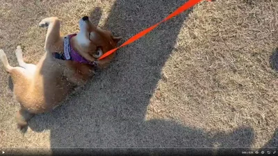 柴犬ならぬ芝犬…！？▶飼い主さんに引っ張ってもらって…（⇒次へ）
