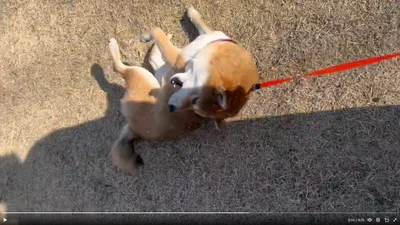 楽しそうな茶々麻呂之介くん▶身体中芝生まみれだけど…（⇒次へ）