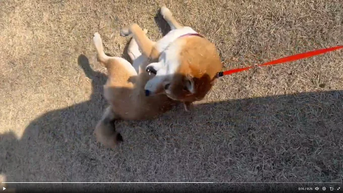 楽しそうな茶々麻呂之介くん▶身体中芝生まみれだけど…（⇒次へ）