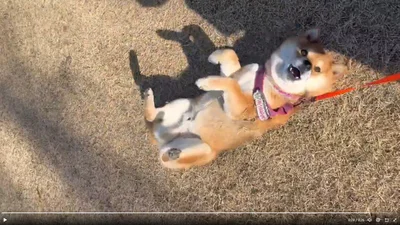 満足そうな茶々麻呂之介くんです▶大好きな雪に埋もれて至福の時（⇒次へ）