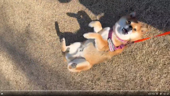 満足そうな茶々麻呂之介くんです▶大好きな雪に埋もれて至福の時（⇒次へ）