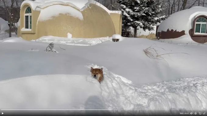まるで温泉にでも浸かっているかのような表情です▶大カマキリと戦う茶々麻呂之介くん（⇒次へ）