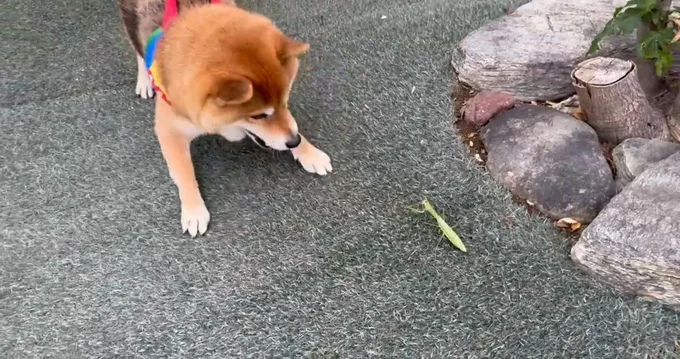 威嚇してみるけど…▶実はちょっと怖い！？（⇒次へ）