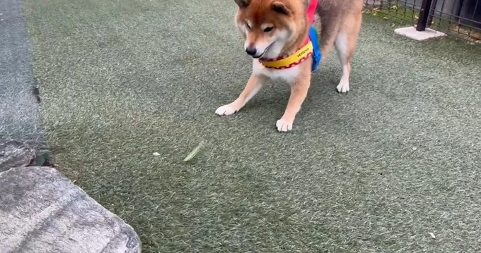 カマキリの動きを追う茶々麻呂之介くん▶お気に入りのコーヒー屋さんでまったり（⇒次へ）