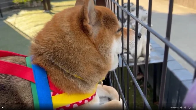 この席からの眺めが大好き♪（⇒次からは、かわいすぎる…ひたすらに明るい日々を送る我が家のおバカ犬『ドヤ顔柴犬どんぐり2』が読めます）