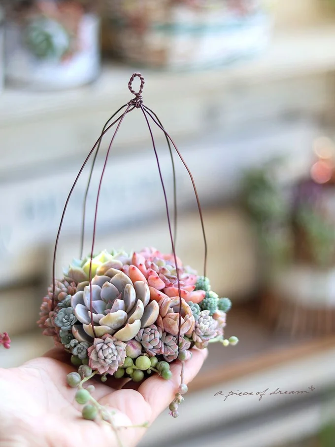 多肉植物を植えてみました!　▶ほかにも