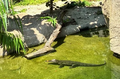 水辺に潜むアリゲーター