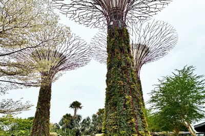 フォトジェットなスーパーツリー