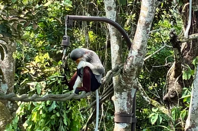 木の上を移動するサル