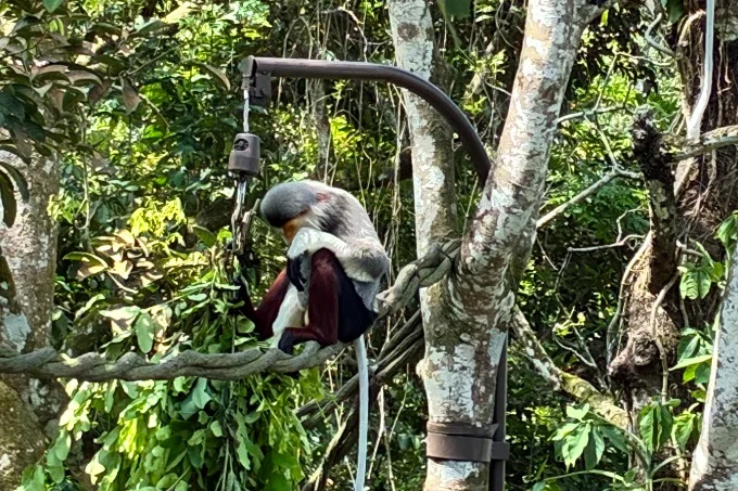 木の上を移動するサル
