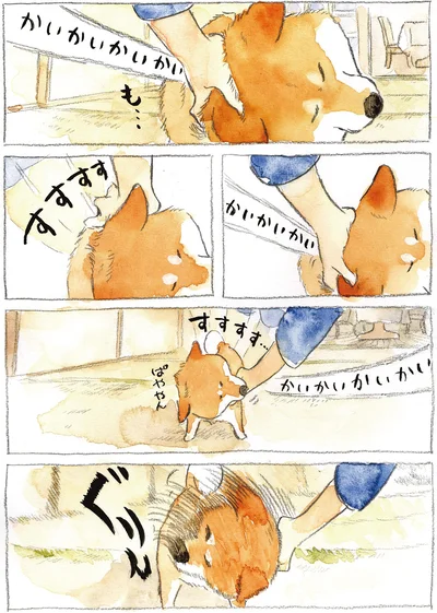 『柴犬ぽんちゃん、今日もわが道を行く2』より