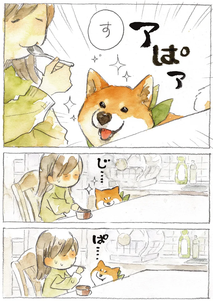 『柴犬ぽんちゃん、今日もわが道を行く2』より