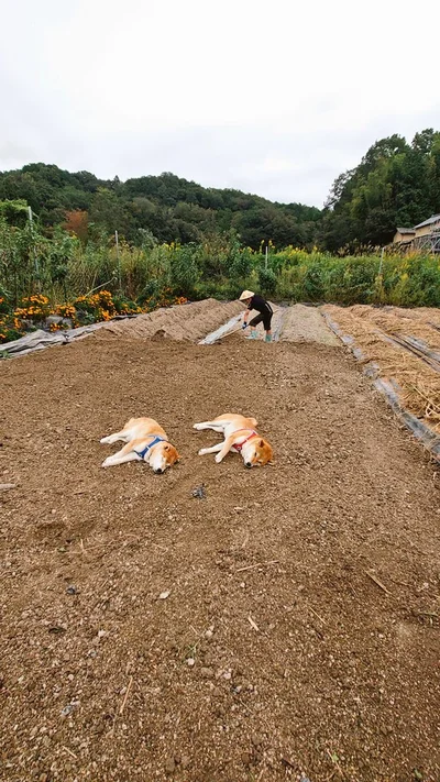 スヤスヤと気持ちよさそうに寝ている柴犬たち！▶土の香りが大好きなワンコ（⇒次へ）