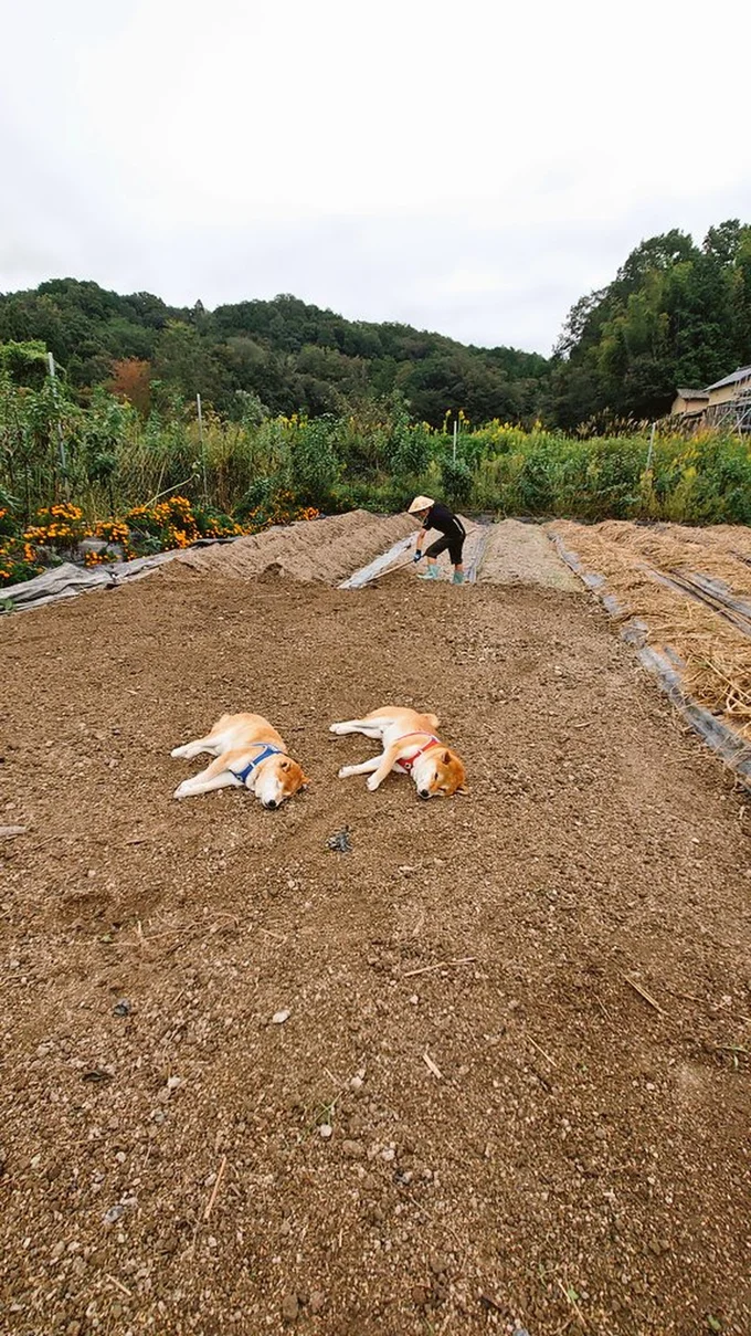 スヤスヤと気持ちよさそうに寝ている柴犬たち!▶土の香りが大好きなワンコ(⇒次へ)