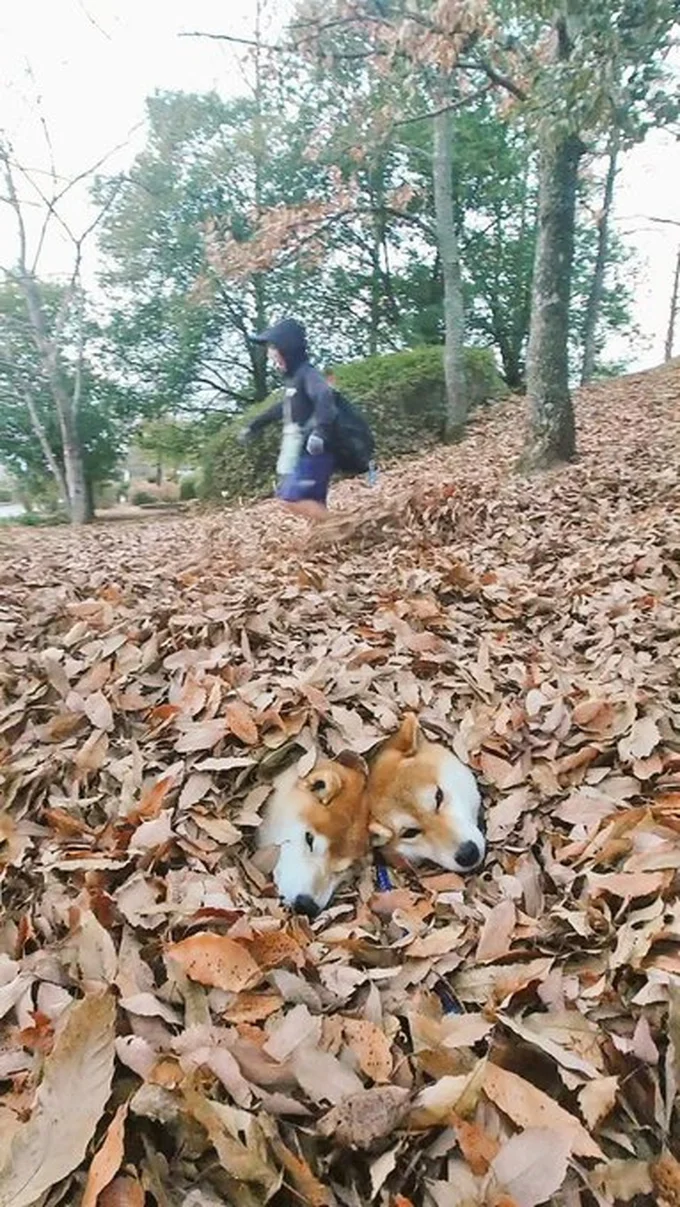 寒さ対策!?の落ち葉が気持ちよさそうですね▶家族で収穫の喜びを(⇒次へ)