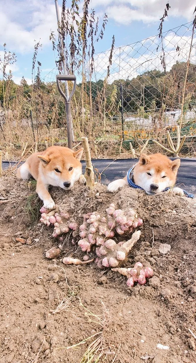 慎重な発掘作業中…▶朝日に染まった姿が美しい柴犬（⇒次へ）