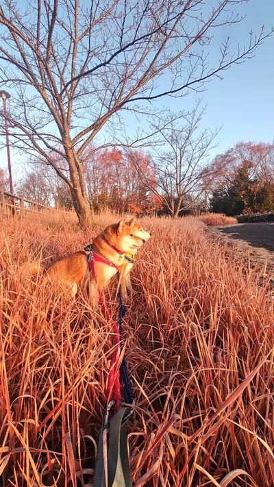 朝日を浴びるはっちゃくくんとしんえもんくん▶キウイの木の下で（⇒次へ）