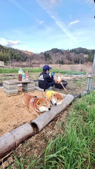 籾殻の絨毯でまったり▶ここほれワンワン！？（⇒次へ）