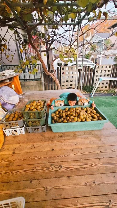 キウイてんこ盛りで満足げなチームはっちゃく▶お子様とワンコたちは川の字になって寝るほどに仲良しとのこと（⇒次へ）