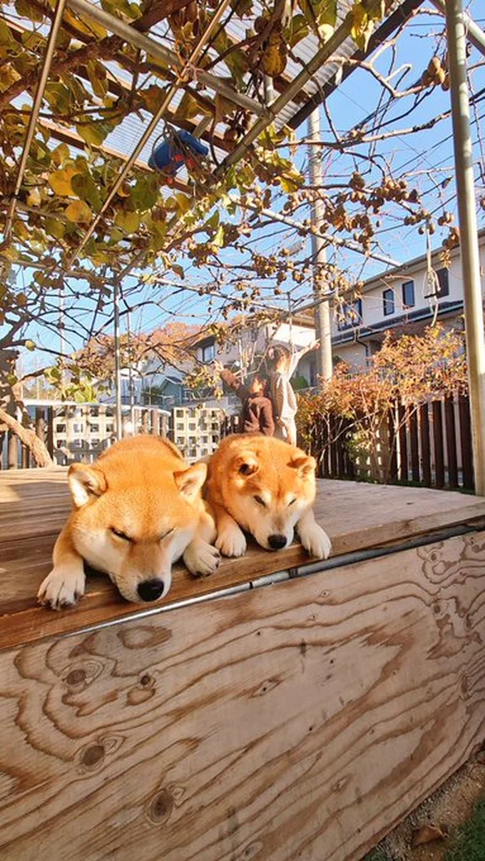 キウイを収穫するころのチームはっちゃく▶お豆の匂い確認中（⇒次へ）