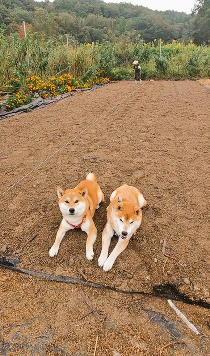 新たな畑のふわふわ寝床にワクワクするチームはっちゃく▶性格は正反対だけど仲良しな2匹(⇒次へ)