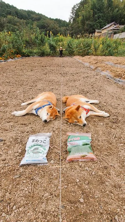 間違い探しのようなはっちゃくくんとしんえもんくん▶畑でまったりと過ごす姿に癒されます（⇒次へ）